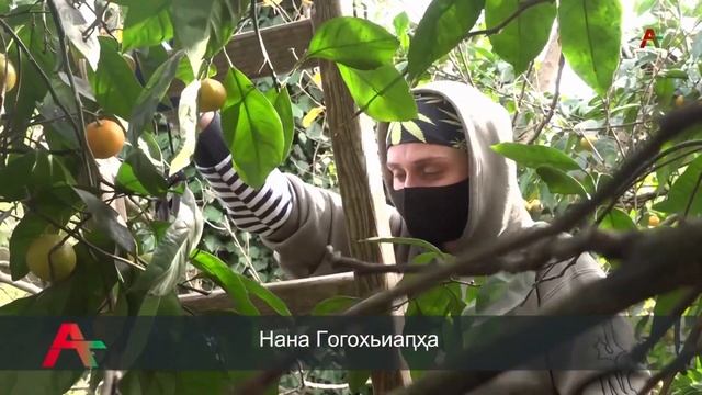 Амшеикәшара 21.11.2022