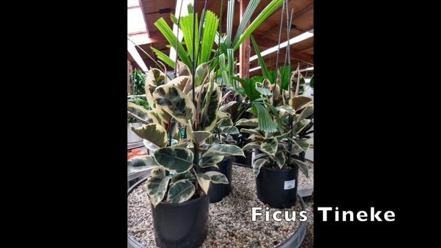 Plant and Succulent Shopping at Summerwinds. Peperomia Raindrops, Variegated Houseplants смотреть онлайн