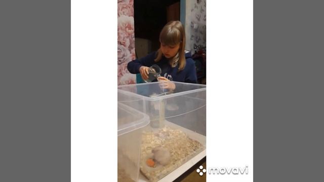 Как определить беременна ли ваша хомячка.?? смотреть онлайн