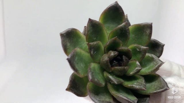 Echeveria Blood Maria смотреть онлайн