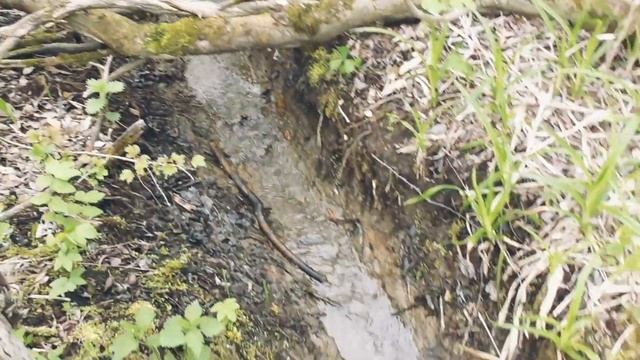 Эщкере! Экскурсия в бобролевство. Как живут бобры смотреть онлайн