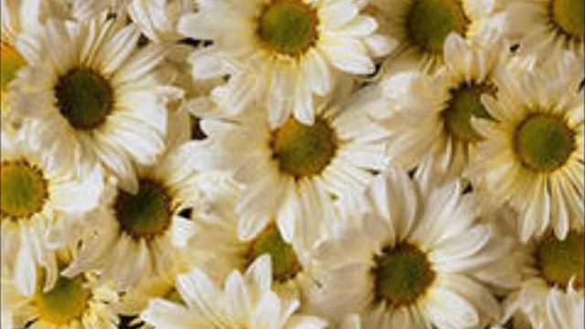 northern girl) смотреть онлайн