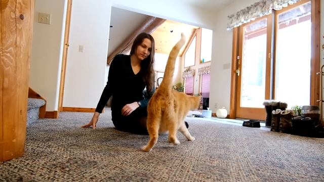 The 10 Signs Your Cat Has Imprinted On You смотреть онлайн