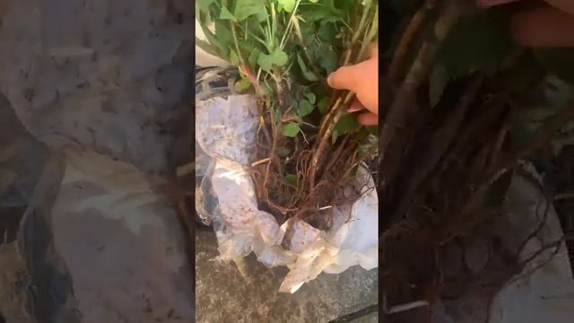 малина маравилла наши детки отзыв покупателя смотреть онлайн