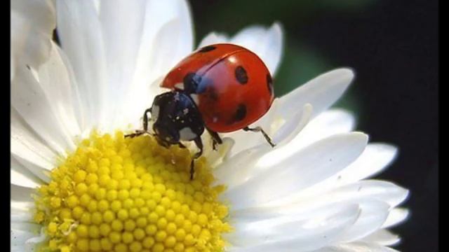 Полет кондора. смотреть онлайн