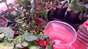 КАЛЬЦИЕВАЯ селитра и ЭУСТОМА, как сделать маточный раствор