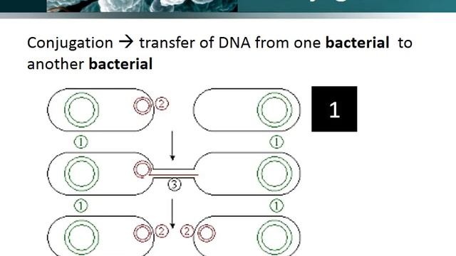 microbial adaptation смотреть онлайн