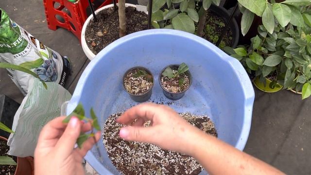 Размножение японской камелии одревесневшими черенками.