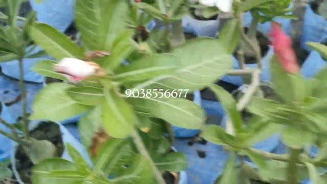Wholesale Adenium Plnt Start Your Plant Nursery Business .arabicum Swazicum Crispum Horticulturekin