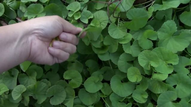 Nature Plant: Centella Asiatica | Centella | Asiatic Pennywort | Indian Pennywort | Gotu Kola