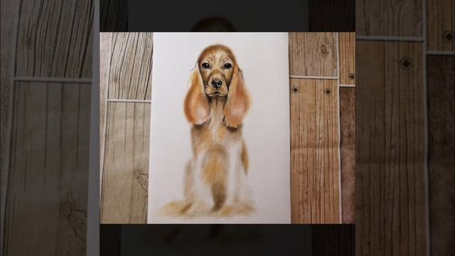 How to draw a dog English Cocker spaniel/Как нарисовать собаку Английский кокер-спаниель смотреть онлайн