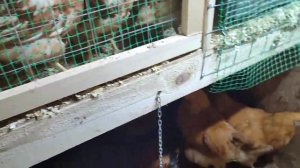 Зимний курятник (обзорное видео)