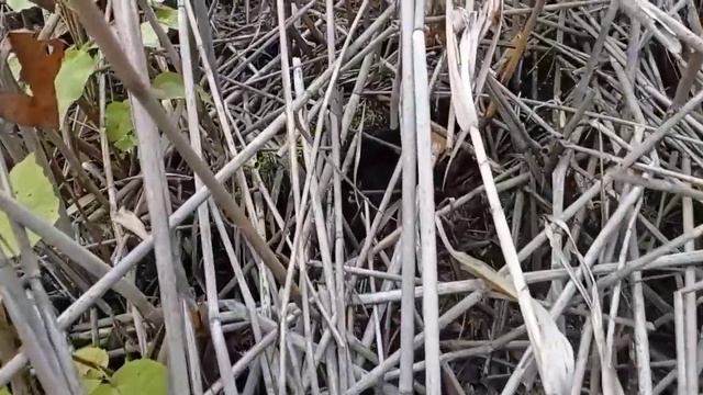 Грибы ? 11 сентября 2021 Днепропетровская область Украина смотреть онлайн