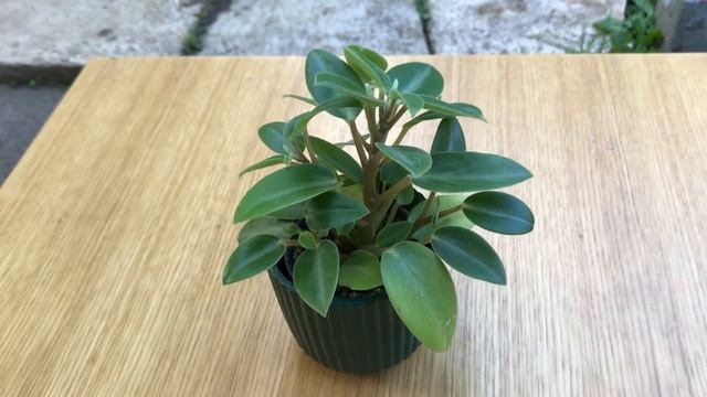 My Three Peperomias || Baby Rubber Plant || Repotting Peperomia Pixie || My Plants World