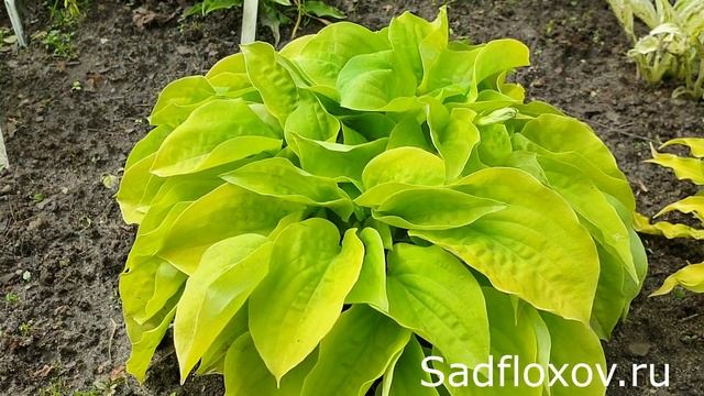 Моя Прееелесть, хоста Май Пришиз (My Precious))) смотреть онлайн