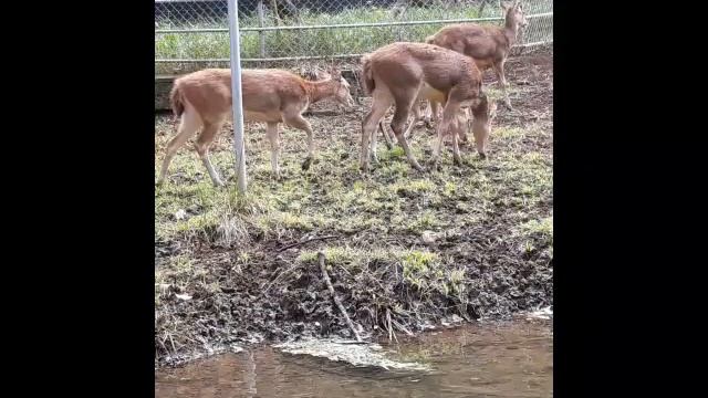 Pamplemousses garden(Mauritius)?? смотреть онлайн