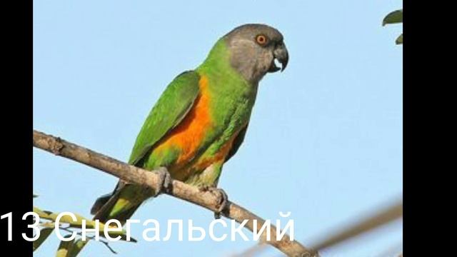 ТОП-25 пород попугаев! смотреть онлайн
