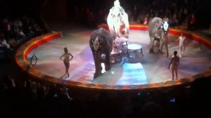 Выступление слонов в Цирке