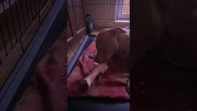 Чтоб зубы на сломались и какахи не побелели смотреть онлайн