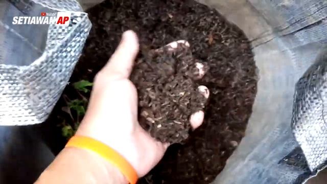 Mengenal Tanaman Hias Begonia Black Velvet - SAP Garden смотреть онлайн