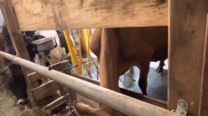 Не заводите Мини Джерсейскую корову пока не посмотрите это видео!   Плюсы и минусы мини Джерси !