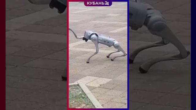 По улицам Туапсе прогуливается робот-пес смотреть онлайн