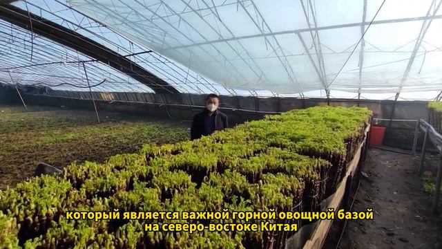 Фермеры в провинции Цзилинь культивируют «зеленые» новогодные товары: смотреть онлайн