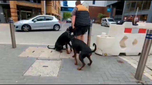 Best Doberman Dog Training | Frank | Dog Training in London смотреть онлайн