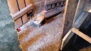 Помесные куры брама / Сколько несут яйц в день 60 кур? / Индоутки несутся осенью / мускусные селезн