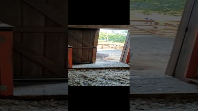 Осёл. смотреть онлайн