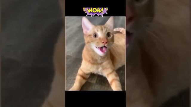 funny animal acts part 12 смотреть онлайн