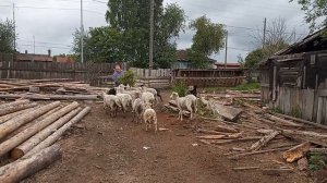 Обработка овец от блох. Лёгкий способ вывести блох.