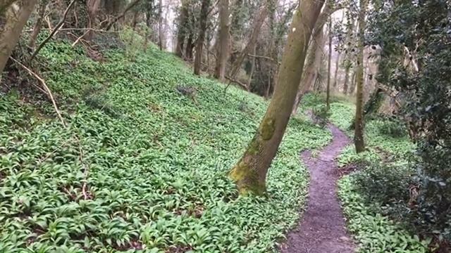 Nature + Fresh Air - Learn English with Mr Duncan / live lesson from England смотреть онлайн