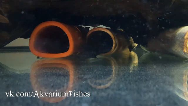 Ancistrus Sp. L-181 нерест