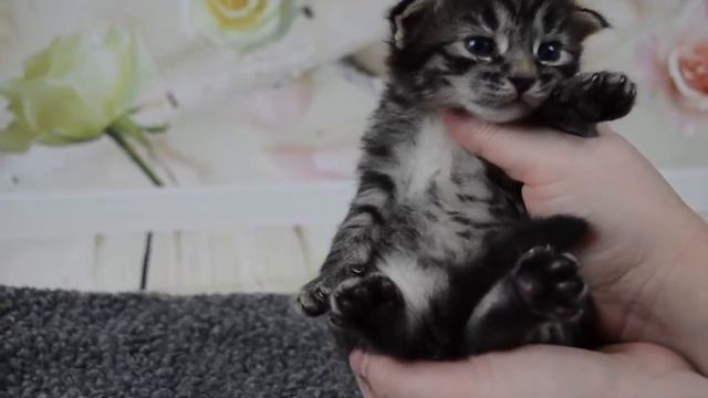 Non Standard Genetta Girl Bengal Video смотреть онлайн