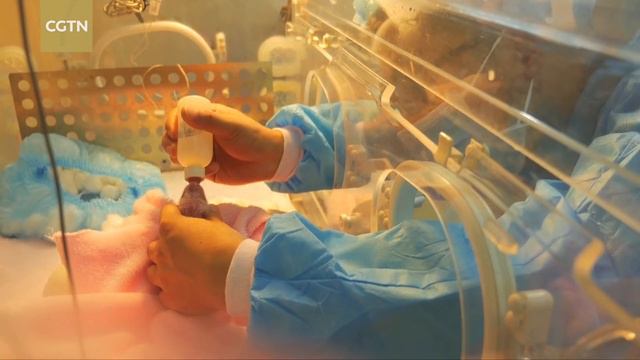 Rare footage shows panda giving birth to twins смотреть онлайн