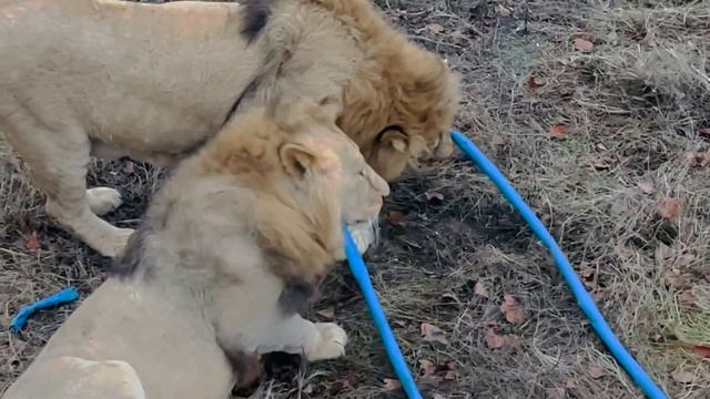 Как молодые львы "ПОЖАРНИКАМИ РАБОТАЛИ" ! смотреть онлайн