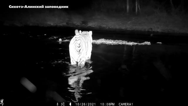 Полуночный заплыв смотреть онлайн