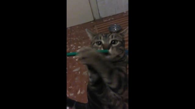 My cat performing Bach's Flute Sonata in C major, BWV 1033 смотреть онлайн