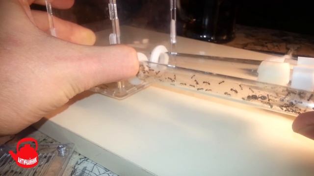 Муравьи для Чайников. Messor structor. Первая пересадка жнецов. смотреть онлайн