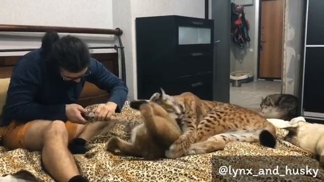 Claws clipping - Стрижка когтей рысёнку смотреть онлайн