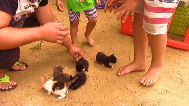 КОШКА Маруська РОДИЛА КОТЯТ // Как Назвать // Егорка уезжает ДОМОЙ смотреть онлайн