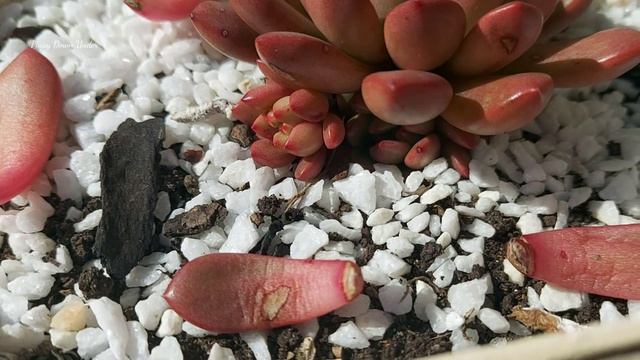 GRAPTOVERIA PINK RUBY SUCCULENT смотреть онлайн