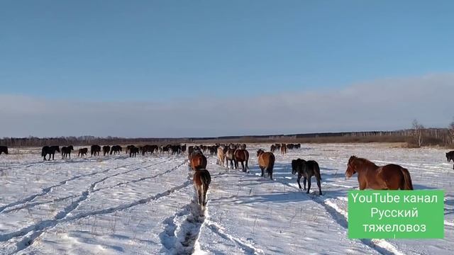 Мороз -27°С. Перегон табуна на зимнее пастбище. смотреть онлайн