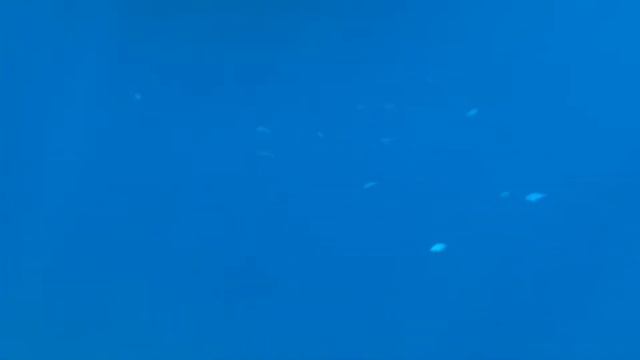 Риф в Rixos Premium Seagate 5*