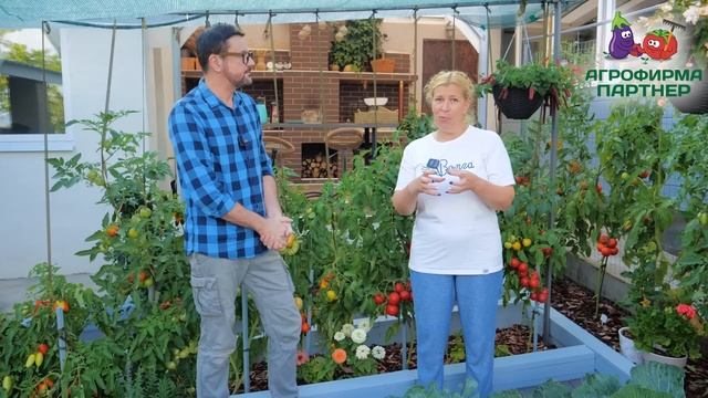 Как вырастить классные томаты в открытом грунте смотреть онлайн