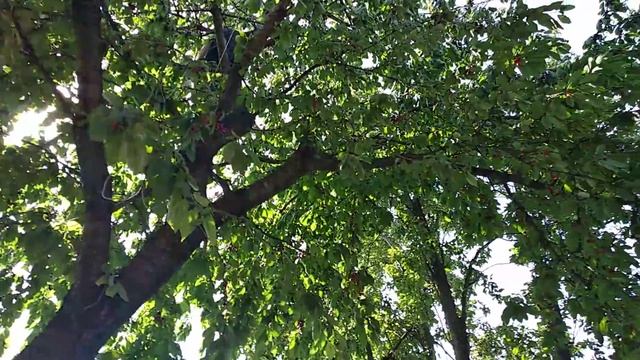 Свой дом на Юге. Как мы собираем черешню. Приехали гости. Переезд в Краснодар. смотреть онлайн