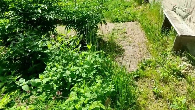 14.06.22.Дача..смываю тлю водой.. смотреть онлайн