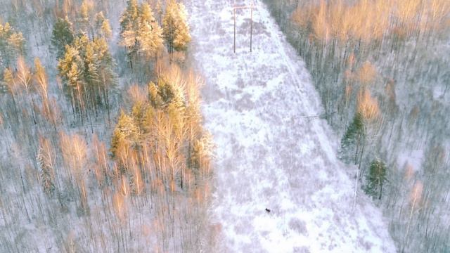 Полет против солнца в поисках лося. смотреть онлайн