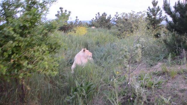 Тайган сафари парк львов в Крыму смотреть онлайн